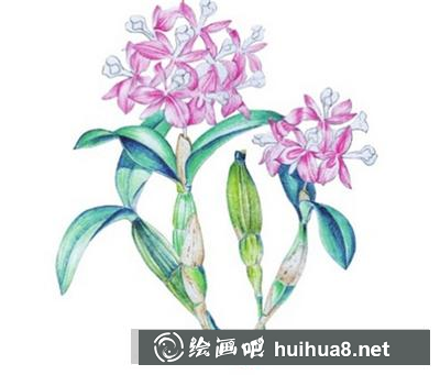 水粉畫教程：石斛蘭的畫法