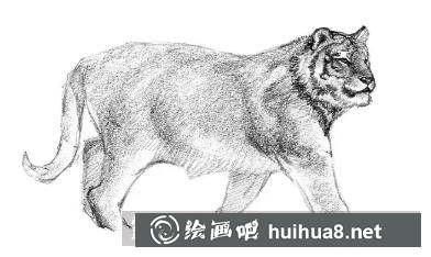 老虎速寫