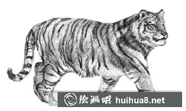 老虎速寫