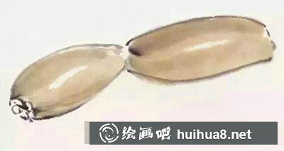國(guó)畫(huà)教程：蓮藕的繪制步驟