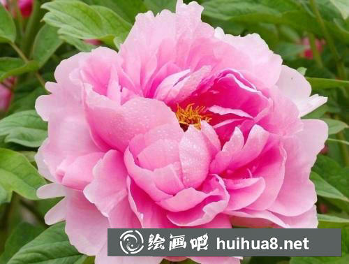 牡丹花油畫教程