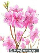 水彩花卉清新藝術(shù)賞析