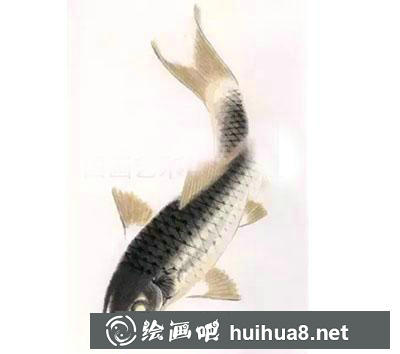 怎么繪制金色鯉魚