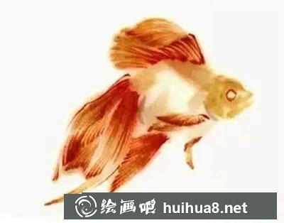 國畫教程-怎么繪制金魚魚鰭