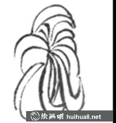 怎么繪制白描菊花