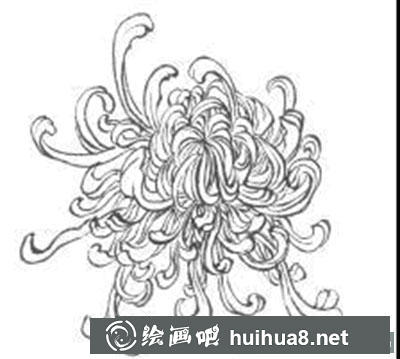 怎么繪制白描菊花
