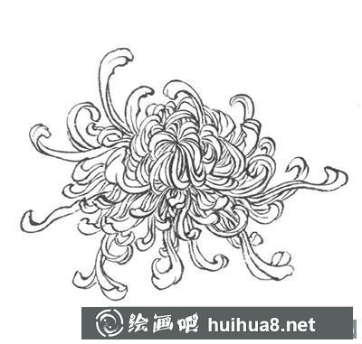 怎么繪制白描菊花