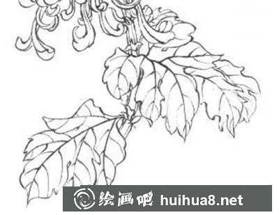 怎么繪制白描菊花