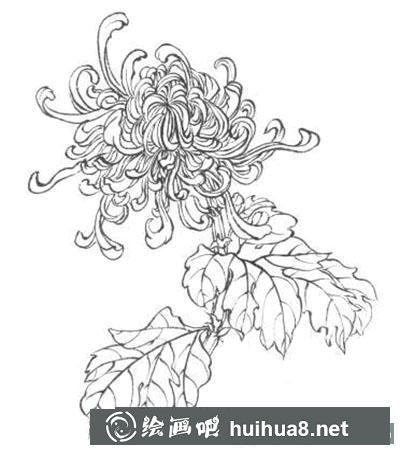 怎么繪制白描菊花