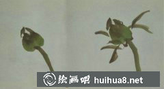 國畫牡丹花苞繪制技巧