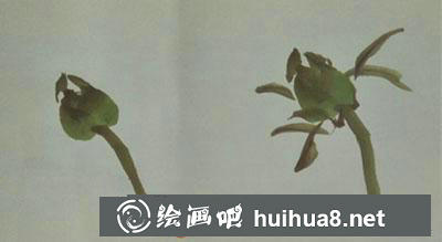 牡丹花苞繪制步驟一