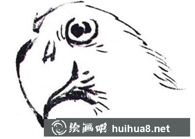 鸚鵡的畫(huà)法