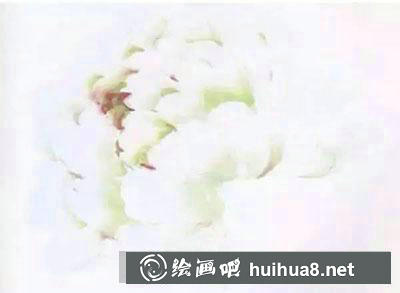 九大色系牡丹花合集