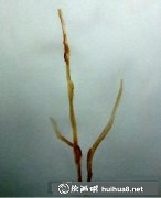 水粉畫桂花教程：學(xué)畫桂花技巧