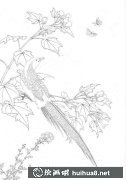 工筆畫教程揭秘《芙蓉錦雞圖》繪制技巧