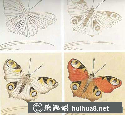工筆畫教程怎么畫蝴蝶