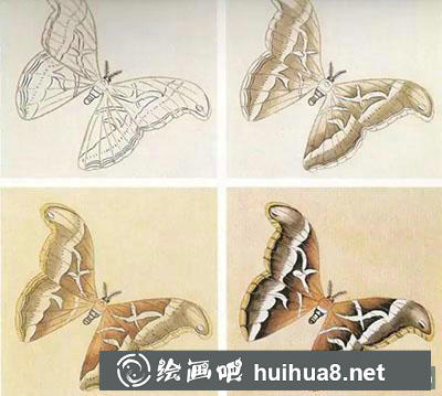 工筆畫教程怎么畫蝴蝶