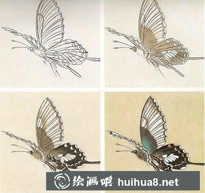工筆畫(huà)教程怎么畫(huà)蝴蝶