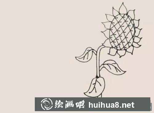 向日葵簡筆畫過程