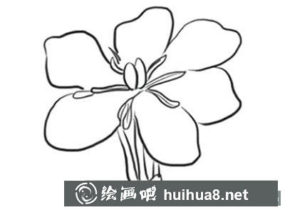 簡筆畫教程梔子花怎么畫