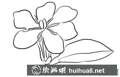 簡筆畫教程梔子花怎么畫