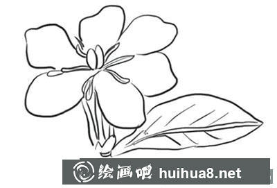 簡筆畫教程梔子花怎么畫