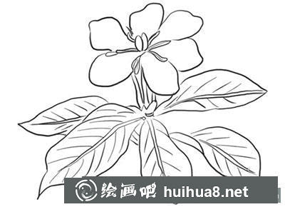 簡筆畫教程梔子花怎么畫