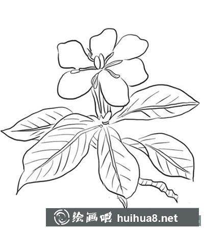 簡筆畫教程梔子花怎么畫