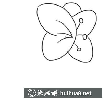 簡筆畫教程怎么畫蝴蝶花
