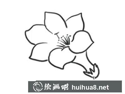 簡筆畫教程怎么畫杜鵑花