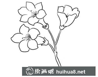 簡筆畫教程怎么畫杜鵑花
