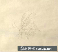 工筆畫教程蝴蝶紫藤花繪法