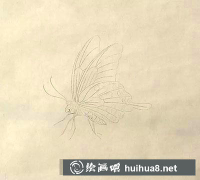 工筆畫教程怎么畫蝴蝶與紫藤花
