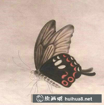 工筆畫教程怎么畫蝴蝶與紫藤花