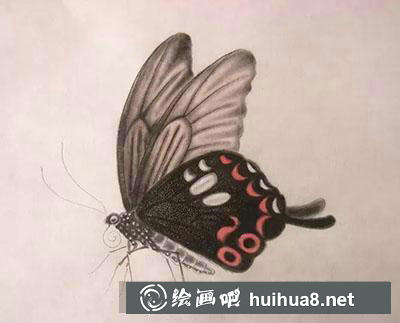 工筆畫教程怎么畫蝴蝶與紫藤花