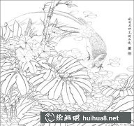 工筆畫教程繪制龜背竹白鷴步驟