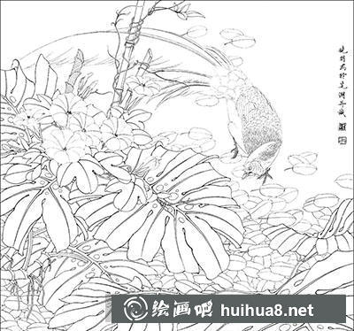 工筆畫教程怎么畫《龜背竹白鷴》
