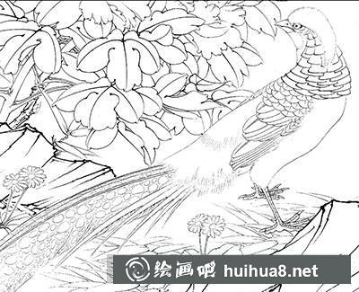 工筆畫教程怎么畫紅腹錦雞