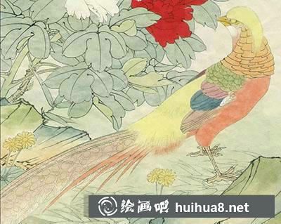 工筆畫教程怎么畫紅腹錦雞