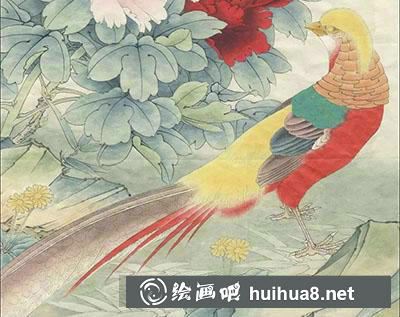 工筆畫教程怎么畫紅腹錦雞