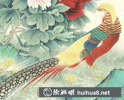 工筆畫教程怎么畫紅腹錦雞