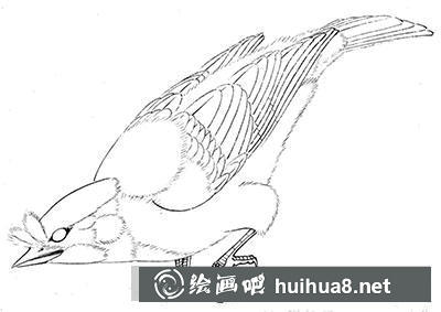 怎么畫八哥