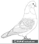 如何繪制鴿子圖