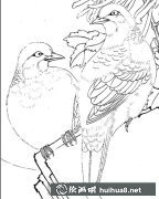 工筆畫斑鳩技法解析