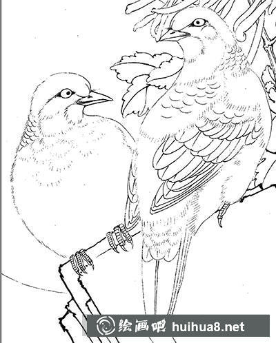 怎么畫(huà)工筆畫(huà)斑鳩