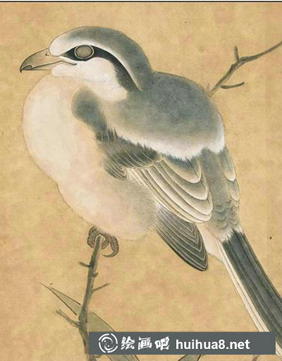 怎么畫工筆畫長尾灰背伯勞