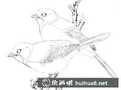 如何繪制大山雀