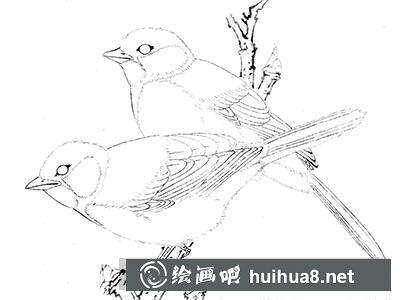 如何繪制大山雀