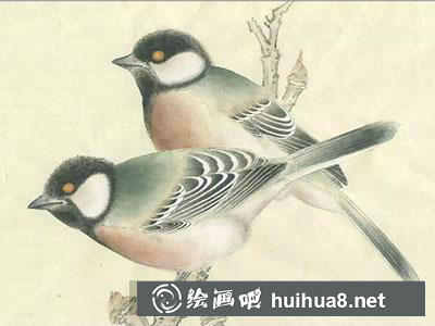 如何繪制大山雀