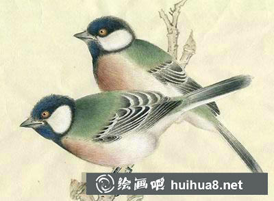 如何繪制大山雀